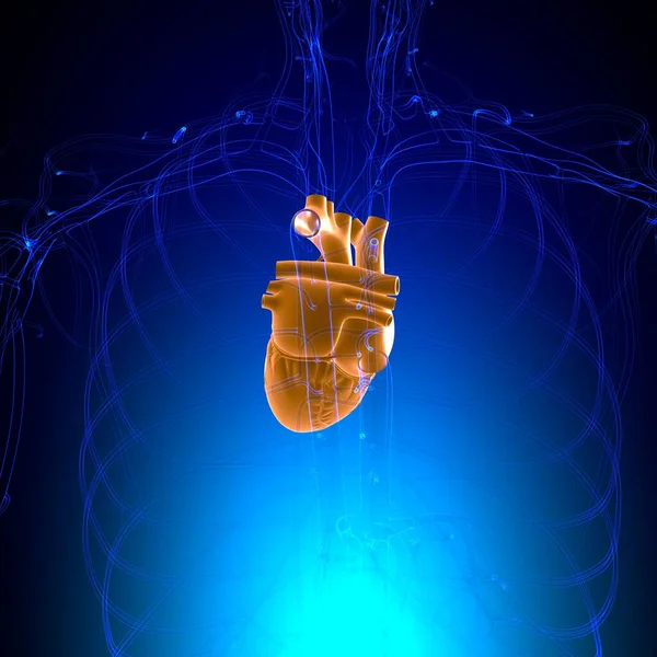 Lungs Human Respiratory System Anatomy Medical Concept Illustration — Stock Photo, Image