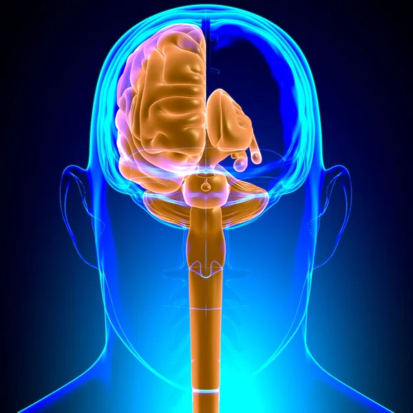 Piezas Internas Del Cerebro Humano Anatomía Para Concepto Médico Ilustración —  Fotos de Stock