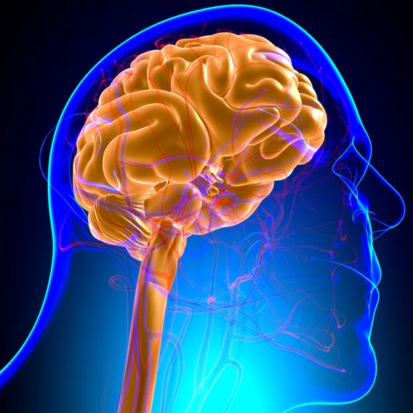 Anatomía Cerebral Humana Para Concepto Médico Ilustración — Foto de Stock