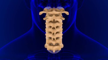 İnsan İskeleti Omurgası Servikal Omurga Anatomisi 3D İllüstrasyon