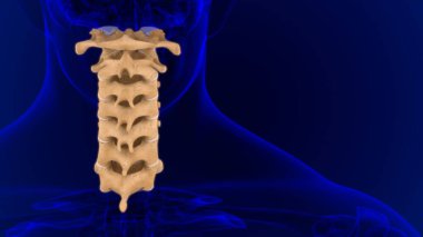 İnsan İskeleti Omurgası Servikal Omurga Anatomisi 3D İllüstrasyon