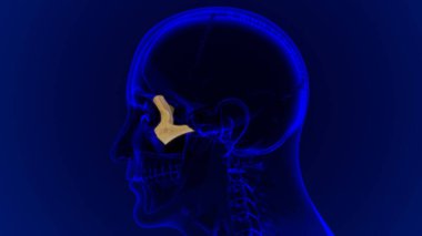 Tıbbi Konsept için İnsan İskeleti Kafatası Zygomatik Kemik Anatomisi 3 boyutlu İllüstrasyon