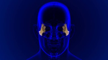 Tıbbi Konsept için İnsan İskeleti Kafatası Zygomatik Kemik Anatomisi 3 boyutlu İllüstrasyon