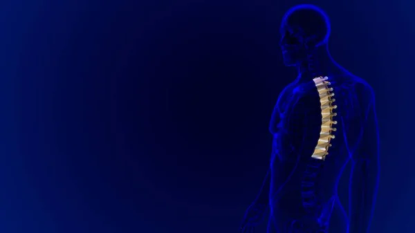 Columna Vertebral Esqueleto Humano Vértebras Torácicas Anatomía Ilustración —  Fotos de Stock