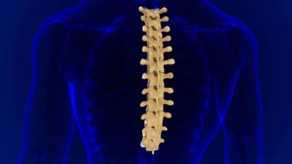 Columna Vertebral Esqueleto Humano Vértebras Torácicas Anatomía Ilustración —  Fotos de Stock