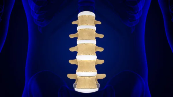 Human Skeleton Vertebral Column Lumbar Vertebrae Anatomy 3D Illustration