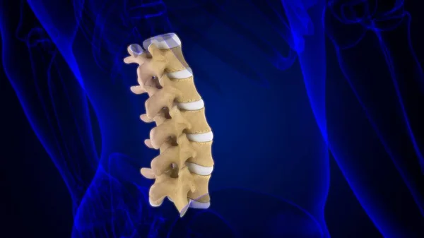 Human Skeleton Vertebral Column Lumbar Vertebrae Anatomy Illustration — 스톡 사진