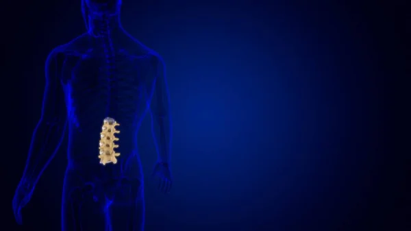 Mänskligt Skelett Vertebral Kolumn Lumbar Vertebrae Anatomi Illustration — Stockfoto