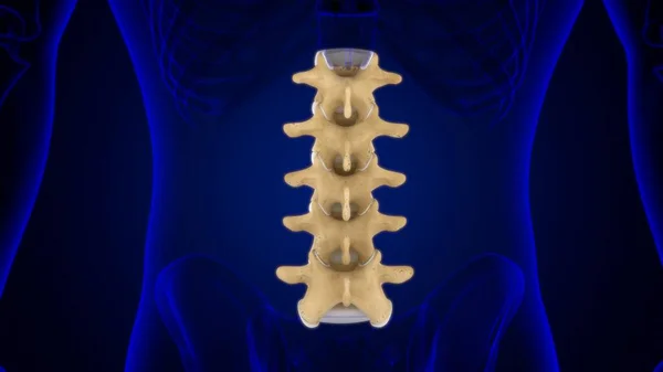 Mänskligt Skelett Vertebral Kolumn Lumbar Vertebrae Anatomi Illustration — Stockfoto