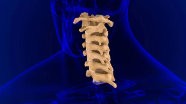 Columna Vertebral Esqueleto Humano Vértebras Cervicales Anatomía Ilustración —  Fotos de Stock