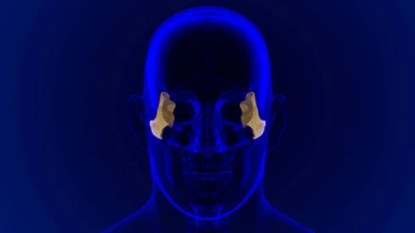 Human Skeleton Skull Zygomatic Bone Anatomy For Medical Concept 3D Illustration