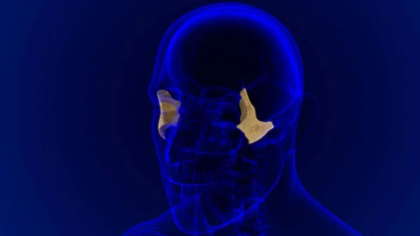 Anatomia Ossea Zigomatica Del Cranio Dello Scheletro Umano Illustrazione Medica — Foto Stock