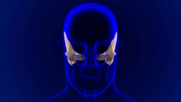 医学概念三维图解中的人体骷髅时代骨解剖 — 图库照片