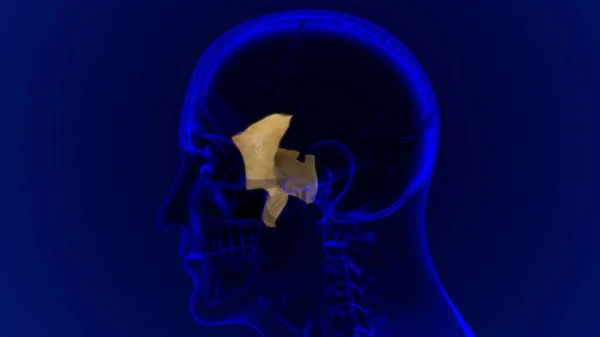 Anatomia Ossea Fenoide Del Cranio Dello Scheletro Umano Illustrazione Medica — Foto Stock