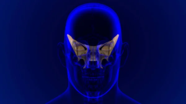 Human Skeleton Skull Sphenoid Bone Anatomy Medical Concept Illustration — Stock fotografie