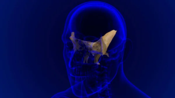 Human Skeleton Skull Sphenoid Bone Anatomy For Medical Concept 3D Illustration