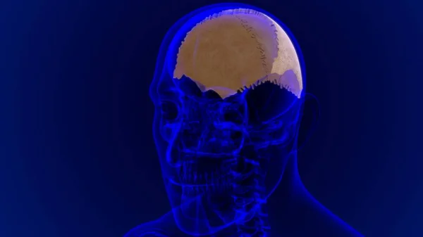 Human Skeleton Skull Parietal Bone Anatomy Medical Concept Illustration — Stock fotografie