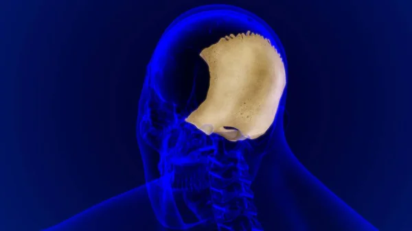 Ανθρώπινος Σκελετός Κρανίο Ινιακή Οστική Ανατομία Για Ιατρική Έννοια Τρισδιάστατη — Φωτογραφία Αρχείου