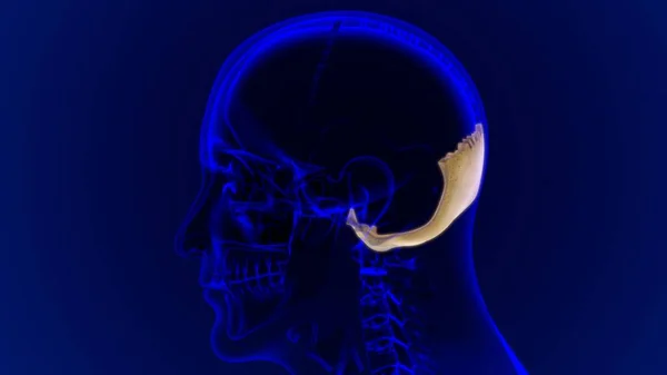 Anatomia Osso Occipital Crânio Esqueleto Humano Para Ilustração Médica Conceito — Fotografia de Stock