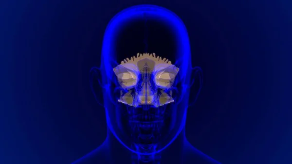 Emberi Csontváz Koponya Okcipitális Csont Anatómia Orvosi Koncepció Illusztráció — Stock Fotó