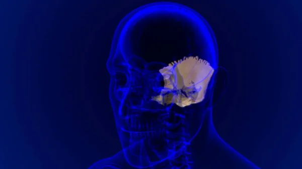 人类骷髅枕骨解剖应用于医学概念3D展示 — 图库照片