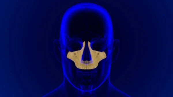 Anatomía Ósea Maxilar Del Cráneo Del Esqueleto Humano Para Concepto —  Fotos de Stock