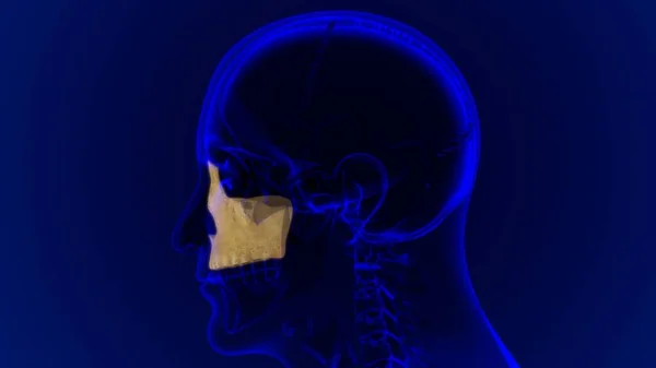 Anatomía Ósea Maxilar Del Cráneo Del Esqueleto Humano Para Concepto —  Fotos de Stock