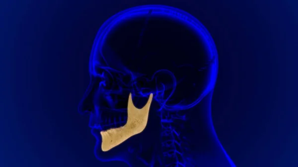 Human Skeleton Skull Mandible Bone Anatomy Medical Concept Illustration — Stock fotografie