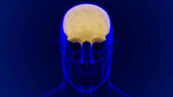 Human Skeleton Skull Frontal Bone Anatomy Medical Concept Illustration — 스톡 사진