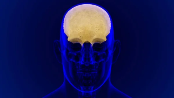 Human Skeleton Skull Frontal Bone Anatomy Medical Concept Illustration — Stock Photo, Image