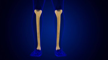 İnsan iskeleti anatomisi kaval kemiği 3D Tıbbi Kavram Hazırlama