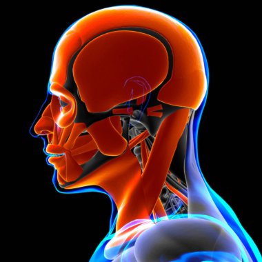 Tıbbi Konsept için Baş Kas Anatomisi 3B