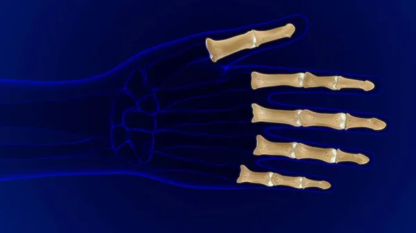 Anatomia Óssea Humana Das Falanges Mão Esqueleto Para Ilustração Médica — Fotografia de Stock
