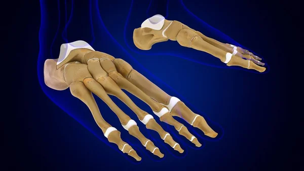 Menselijk Skelet Voetbeenderen Anatomie Voor Medisch Concept Illustratie — Stockfoto