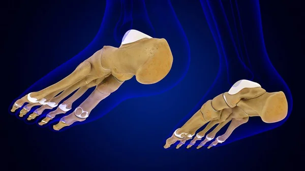 Menselijk Skelet Voetbeenderen Anatomie Voor Medisch Concept Illustratie — Stockfoto