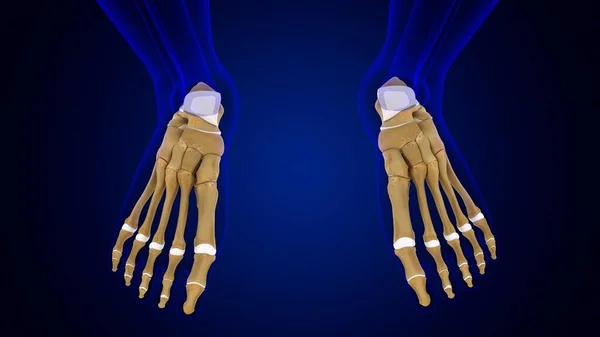 Human Skeleton Foot bones Anatomy For Medical Concept 3D Illustration