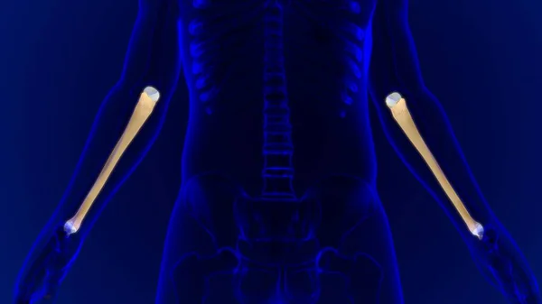 人間の骨格解剖学 Ulna Bone 3DレンダリングFor Medical Concept — ストック写真