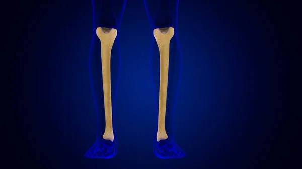 Human Skeleton Anatomy Tibia Bone Rendering Medical Concept — Stock Photo, Image