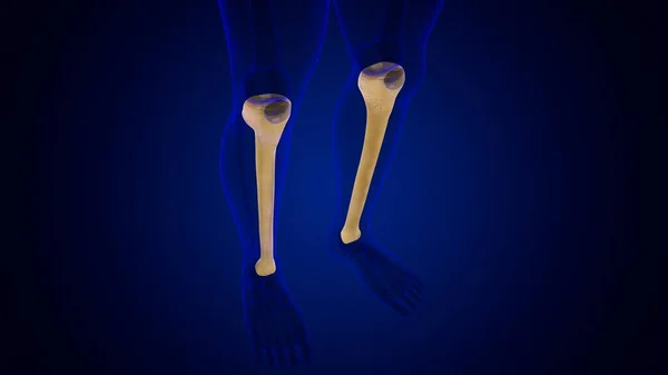 Human Skeleton Anatomy Tibia Bone Rendering Medical Concept — Stock Photo, Image