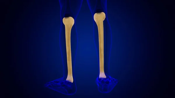 Anatomia Esqueleto Humano Tibia Bone Rendering Para Conceito Médico — Fotografia de Stock