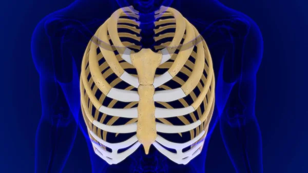 Human skeleton anatomy Rib Cage 3D Rendering For Medical Concept