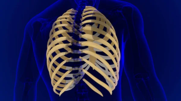 Mänskliga Skelett Anatomi Rib Cage Rendering För Medicinskt Koncept — Stockfoto