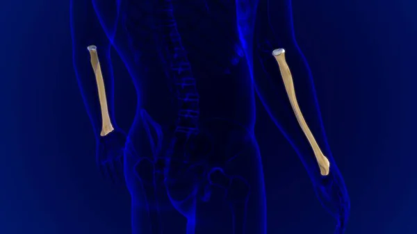 Menselijke Skelet Anatomie Radius Bone Rendering Voor Medisch Concept — Stockfoto