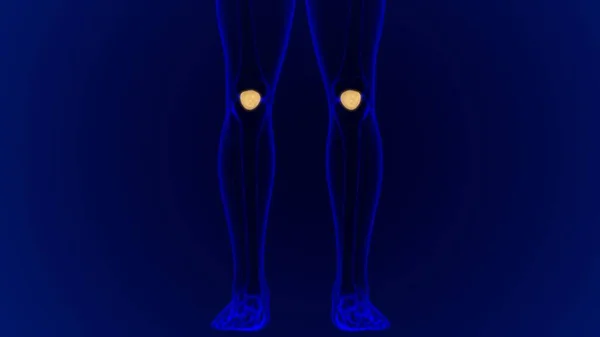 Анатомия Скелета Человека Patella Bone Рендеринг Медицинской Концепции — стоковое фото