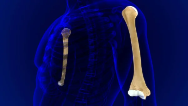 Menselijke Skelet Anatomie Humerus Bone Rendering Voor Medisch Concept — Stockfoto