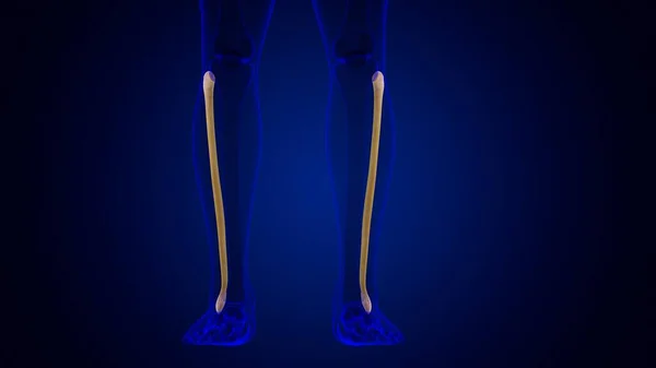 해부학 Fibula Bone Rendering Medical Concept — 스톡 사진