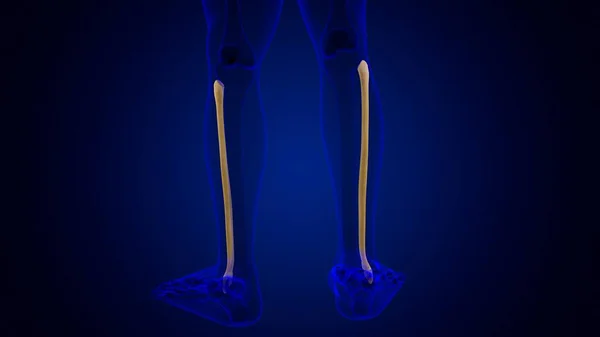 Anatomía Del Esqueleto Humano Fibula Bone Rendering Para Concepto Médico —  Fotos de Stock