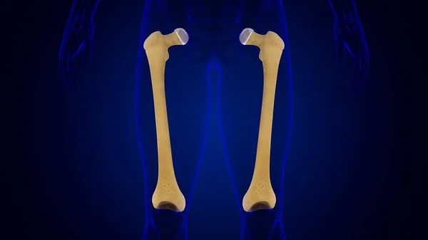 Human Skeleton Anatomy Femur Bone Rendering Medical Concept — Stock Photo, Image