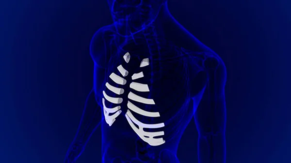 Anatomie Des Menschlichen Skeletts Küstenknorpel Rendering Für Medizinisches Konzept — Stockfoto