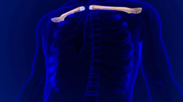 Renderização Dos Ossos Clavícula Anatomia Humana Esqueleto Para Conceito Médico — Fotografia de Stock